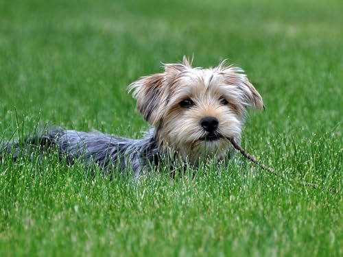 Puzzle 1000 Teile, Unmögliches Puzzle für Kleinkinder, Jungen und Mädchen ab 12 Jahren – Hund, Gras, Spaziergang, 50 x 70 cm Puzzle 1000 Teile, Unmögliches Puzzle für Kleinkinder, Jungen und Mädchen ab 12 Jahren – Hund, Gras, Spaziergang, 50 x 70 cm von EZMLFA