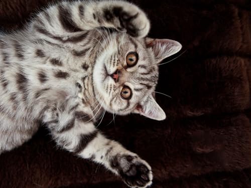 Puzzle 1000 Teile, Unmögliches Puzzle für Kleinkinder, Jungen und Mädchen ab 12 Jahren – Katze, gefleckt, unten 50 x 70 cm Puzzle 1000 Teile, Unmögliches Puzzle für Kleinkinder, Jungen und Mädchen ab 12 Jahren – Katze, gefleckt, unten 50 x 70 cm von EZMLFA