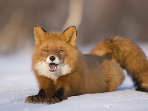 Puzzle 1000 Teile, anspruchsvolles Puzzle für Erwachsene und Kinder ab 14 Jahren - Fuchs, Schnee, Schwanz 50x70CM von EZMLFA