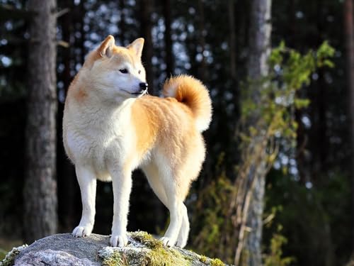Puzzle 1000 Teile, anspruchsvolles Puzzle für Erwachsene und Kinder ab 14 Jahren Hund, Akita, Inu, Stand 26x38CM Puzzle 1000 Teile, anspruchsvolles Puzzle für Erwachsene und Kinder ab 14 Jahren Hund, Akita, Inu, Stand 26x38CM von EZMLFA