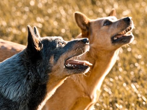 Puzzle 1000 Teile, anspruchsvolles Puzzle für Erwachsene und Kinder ab 14 Jahren – Hunde, Natur, Hintergrund 50x70CM von EZMLFA