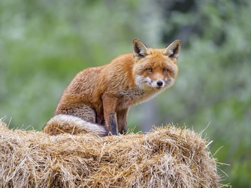 Puzzle 1000 Teile, buntes Puzzle für Erwachsene und Kinder ab 14 Jahren - Fuchs, Tier, Raubtier 26x38CM Puzzle 1000 Teile, buntes Puzzle für Erwachsene und Kinder ab 14 Jahren - Fuchs, Tier, Raubtier 26x38CM von EZMLFA
