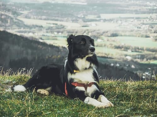 Puzzle 1000 Teile, buntes Puzzle für Erwachsene und Kinder ab 14 Jahren - Hund, liegend, Gras 50x70CM Puzzle 1000 Teile, buntes Puzzle für Erwachsene und Kinder ab 14 Jahren - Hund, liegend, Gras 50x70CM von EZMLFA