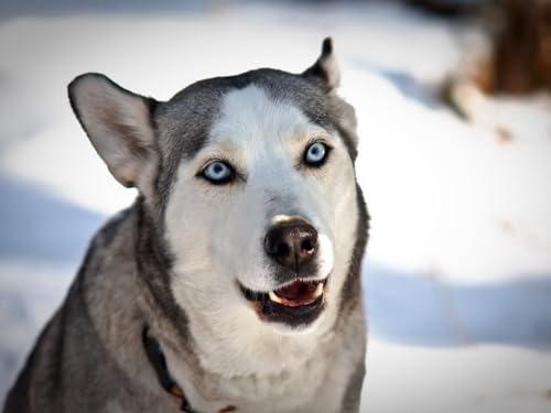 Puzzle 1000 Teile, unmögliches Puzzle, Puzzle-Geschenk, Hund, Husky, Gesicht, 26 x 38 cm Puzzle 1000 Teile, unmögliches Puzzle, Puzzle-Geschenk, Hund, Husky, Gesicht, 26 x 38 cm von EZMLFA