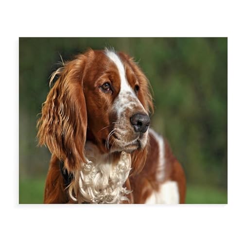 Puzzle 1000 Teile,Welsh Springer Spaniel,Kinderkunst Für Erwachsene Kinderspiele Lernspielzeug 50x70CM Puzzle 1000 Teile,Welsh Springer Spaniel,Kinderkunst Für Erwachsene Kinderspiele Lernspielzeug 50x70CM von EZMLFA