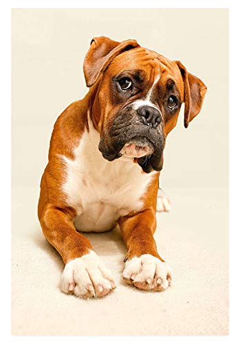 Puzzle 1000 Teile Boxerhund Lernspielzeug Für Erwachsene Zur Freizeitunterhaltung Für Kinder Weihnachten 38x52CM von EZMLFA