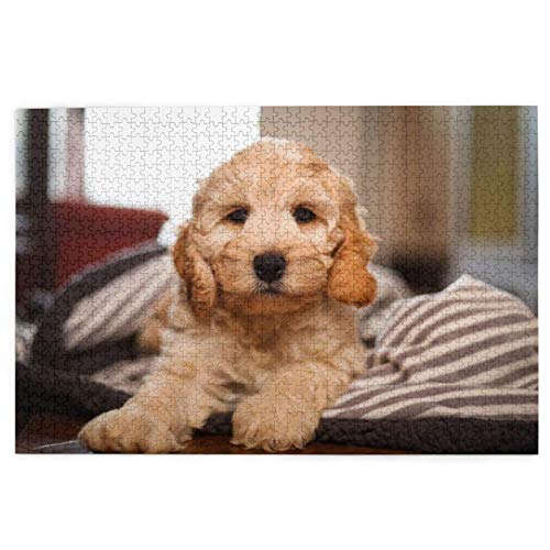Puzzle 1000 Teile Cockapoo Beige Curly Dogs Haustiere Hunde Puzzle Spielzeug Familienspiel Wanddekoration für Erwachsene Teenager 50x70CM von EZMLFA