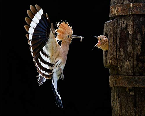 Puzzle 1000 Teile Der Wiedehopf-Vogel Fliegendes Küken Klassisches Puzzle DIY Kit Spielzeug Einzigartiges Geschenk Wohnkultur 50x70CM von EZMLFA