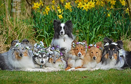 Puzzle 1000 Teile Junge Hund Border Collie 50x70CM Puzzle 1000 Teile Junge Hund Border Collie 50x70CM von EZMLFA