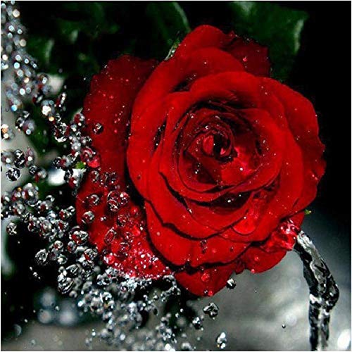Puzzle 1000 Teile Lernspielzeug für Erwachsene Kinder Kinderspiele 3D DIY Rote Rose Wassertropfenblume Modernes einzigartiges Geschenk Wohnkultur Kunstwerk Sammlerstücke Alter Mann 26x38CM von EZMLFA