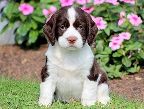 Puzzle 1000 Teile Puzzle für Erwachsene und Kinder, Springer Spaniel-Hundepuzzle, Lernpuzzle, Spielzeug, Geburtstagsgeschenke, 38 x 52 cm Puzzle 1000 Teile Puzzle für Erwachsene und Kinder, Springer Spaniel-Hundepuzzle, Lernpuzzle, Spielzeug, Geburtstagsgeschenke, 38 x 52 cm von EZMLFA