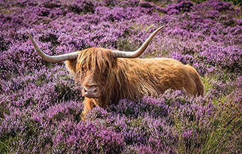 Puzzle 1000 Teile Stier im Lavendelfeld Klassisches Puzzle 70x50CM von EZMLFA
