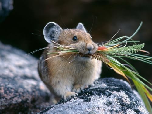 Puzzle 1000 Teile ab 12 Jahren, Buntes Erwachsenenpuzzle Chinchilla, Stein, Gras 50x70CM von EZMLFA