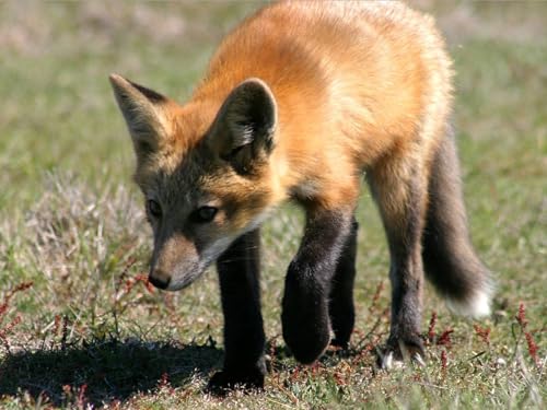 Puzzle 1000 Teile ab 12 Jahren, buntes Erwachsenenpuzzle - Fuchs, Gras, Schatten 50x70CM Puzzle 1000 Teile ab 12 Jahren, buntes Erwachsenenpuzzle - Fuchs, Gras, Schatten 50x70CM von EZMLFA