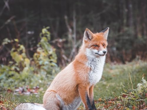 Puzzle 1000 Teile ab 12 Jahren, buntes Erwachsenenpuzzle - Fuchs, Tier, Raubtier 26x38CM Puzzle 1000 Teile ab 12 Jahren, buntes Erwachsenenpuzzle - Fuchs, Tier, Raubtier 26x38CM von EZMLFA
