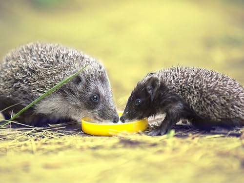 Puzzle 1000 Teile ab 12 Jahren, buntes Erwachsenenpuzzle - Igel, Zitrone, Essen 38x52CM von EZMLFA
