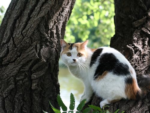 Puzzle 1000 Teile ab 12 Jahren, buntes Erwachsenenpuzzle - Katze, Baum, Rinde 26x38CM von EZMLFA