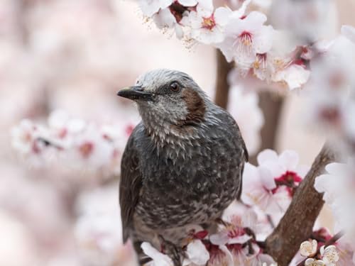 Puzzle 1000 Teile ab 12 Jahren, buntes Erwachsenenpuzzle - Vogel, Sakura, Blumen 26x38CM von EZMLFA