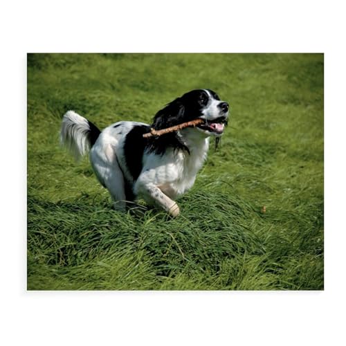 Puzzle 1000 Teile für Erwachsene, Englischer Springer Spaniel, Papppuzzle, Intellektuelles pädagogisches Entpacken, lustiges Spielzeug, Familienspiel für Erwachsene und Kinder, 38 x 52 cm, 38 x 26 cm von EZMLFA