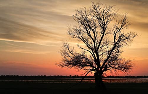 Puzzle 1000 Teile für Erwachsene, Lernspiele, Heimdekoration, Puzzle, Geschenke für Männer, Malen für Anfänger, Naturlandschaft, Sonnenuntergang, 50 x 70 cm von EZMLFA