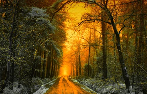 Puzzle 1000 Teile für Erwachsene, Lernspiele, Heimdekoration, Puzzle, Geschenke für Männer, Naturlandschaft, Straße, Wald, Sonnenuntergang, Niederlande, 50 x 70 cm von EZMLFA