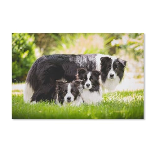 Puzzle 2000 Teile, Border Collie, großes Familienpuzzlespiel, Kunstwerk für Erwachsene und Jugendliche, 38 x 52 cm, 70 x 100 cm von EZMLFA