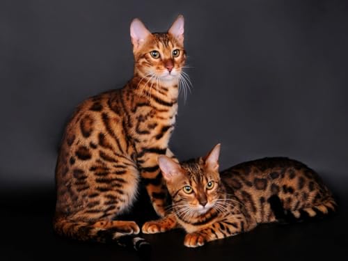 Puzzle 2000 Teile, Buntes Puzzle für Erwachsene und Kinder ab 14 Jahren Bengalkatze, Katze, Paar 70x100CM Puzzle 2000 Teile, Buntes Puzzle für Erwachsene und Kinder ab 14 Jahren Bengalkatze, Katze, Paar 70x100CM von EZMLFA