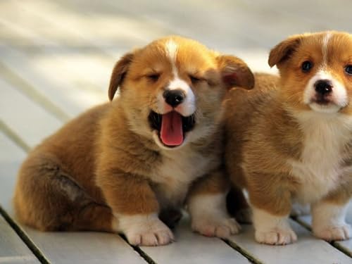 Puzzle 2000 Teile, Geschicklichkeitsspiel für die ganze Familie, Corgi, Pembroke, Hunde 70x100CM Puzzle 2000 Teile, Geschicklichkeitsspiel für die ganze Familie, Corgi, Pembroke, Hunde 70x100CM von EZMLFA