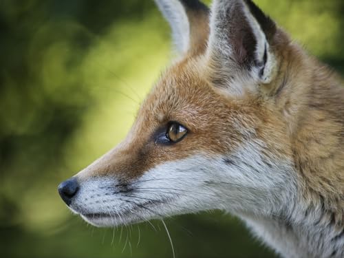Puzzle 2000 Teile, Geschicklichkeitsspiel für die ganze Familie, Fuchs, Gesicht, Profil 70x100CM Puzzle 2000 Teile, Geschicklichkeitsspiel für die ganze Familie, Fuchs, Gesicht, Profil 70x100CM von EZMLFA
