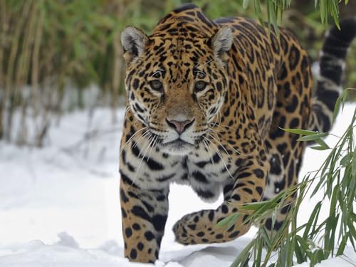 Puzzle 2000 Teile, Geschicklichkeitsspiel für die ganze Familie, Jaguar, Schnee, groß, Katze 70x100CM Puzzle 2000 Teile, Geschicklichkeitsspiel für die ganze Familie, Jaguar, Schnee, groß, Katze 70x100CM von EZMLFA