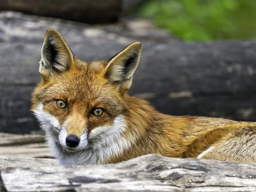 Puzzle 2000 Teile, Geschicklichkeitsspiel für die ganze Familie - Fuchs, Aussicht, Tierwelt 70x100CM Puzzle 2000 Teile, Geschicklichkeitsspiel für die ganze Familie - Fuchs, Aussicht, Tierwelt 70x100CM von EZMLFA