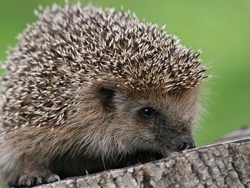 Puzzle 2000 Teile, Geschicklichkeitsspiel für die ganze Familie - Igel, Stacheln, klein 70x100CM Puzzle 2000 Teile, Geschicklichkeitsspiel für die ganze Familie - Igel, Stacheln, klein 70x100CM von EZMLFA
