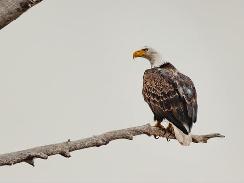 Puzzle 2000 Teile, Geschicklichkeitsspiel für die ganze Familie - Weißkopfseeadler, Adler, Vogel 70x100CM Puzzle 2000 Teile, Geschicklichkeitsspiel für die ganze Familie - Weißkopfseeadler, Adler, Vogel 70x100CM von EZMLFA