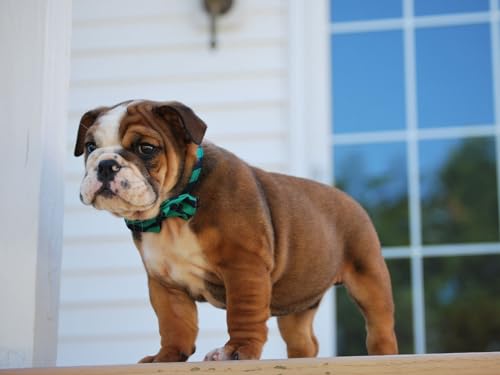 Puzzle 2000 Teile, Lernpuzzle Spielzeug Bulldogge, Welpe, Halsband 70x100CM von EZMLFA