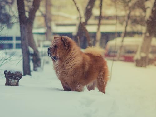 Puzzle 2000 Teile, Lernpuzzle-Spielzeug - Chow-Chow, Hund, Schnee 70x100CM von EZMLFA