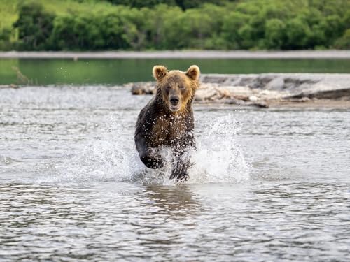 Puzzle 2000 Teile, Lernpuzzle-Spielzeug - Grizzly, Bär, Tier 70x100CM von EZMLFA