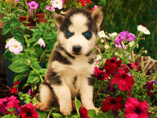 Puzzle 2000 Teile, Lernspielzeug - Hunde, Husky, Gesicht 70x100CM Puzzle 2000 Teile, Lernspielzeug - Hunde, Husky, Gesicht 70x100CM von EZMLFA