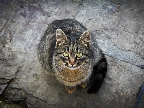 Puzzle 2000 Teile, Lernspielzeug - Katze, gestreift, freundlich 70x100CM Puzzle 2000 Teile, Lernspielzeug - Katze, gestreift, freundlich 70x100CM von EZMLFA