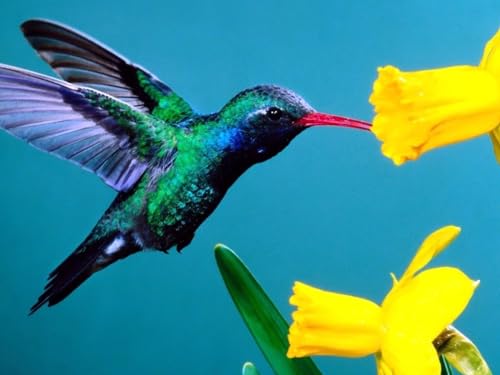 Puzzle 2000 Teile, Lernspielzeug - Kolibris, Blumen, Hintergrund 70x100CM Puzzle 2000 Teile, Lernspielzeug - Kolibris, Blumen, Hintergrund 70x100CM von EZMLFA