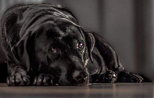 Puzzle 2000 Teile, Malen nach Zahlen, schwarzer Labrador-Hund, DIY, einzigartiges modernes Geschenk, Heimdekoration, Kunst, 70 x 100 cm Puzzle 2000 Teile, Malen nach Zahlen, schwarzer Labrador-Hund, DIY, einzigartiges modernes Geschenk, Heimdekoration, Kunst, 70 x 100 cm von EZMLFA