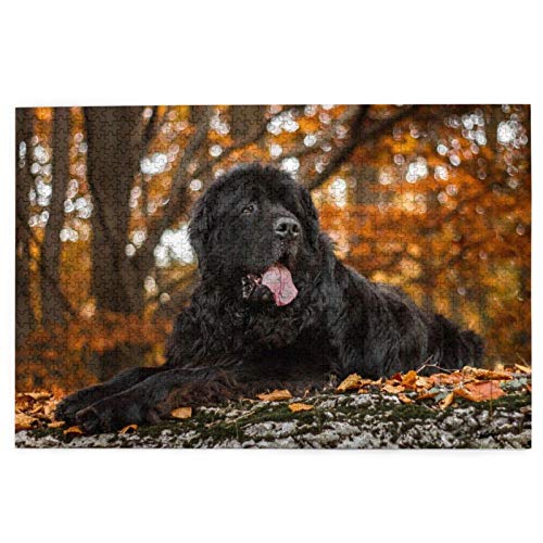 Puzzle 2000 Teile, Neufundländer, Herbsthaustiere, Schwarze Hunde, Hunde, Puzzlespielzeug, Familienspiel, Wanddekoration für Erwachsene und Jugendliche, 70 x 100 cm Puzzle 2000 Teile, Neufundländer, Herbsthaustiere, Schwarze Hunde, Hunde, Puzzlespielzeug, Familienspiel, Wanddekoration für Erwachsene und Jugendliche, 70 x 100 cm von EZMLFA