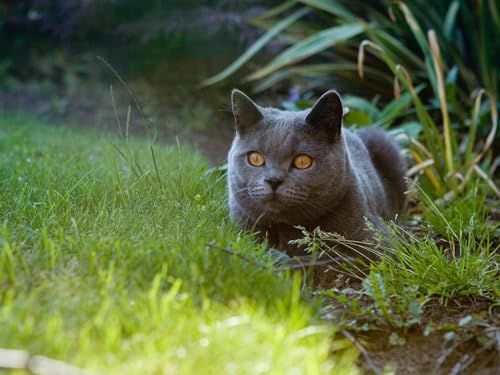 Puzzle 2000 Teile, Puzzle für Kleinkinder, Jungen und Mädchen ab 12 Jahren – Britisch, Katze, Katze, Haustier, 70 x 100 cm Puzzle 2000 Teile, Puzzle für Kleinkinder, Jungen und Mädchen ab 12 Jahren – Britisch, Katze, Katze, Haustier, 70 x 100 cm von EZMLFA