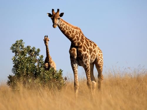 Puzzle 2000 Teile, Unmögliches Puzzle für Kleinkinder, Jungen, Mädchen ab 12 Jahren – Giraffe, Tier, Savanne, 70 x 100 cm Puzzle 2000 Teile, Unmögliches Puzzle für Kleinkinder, Jungen, Mädchen ab 12 Jahren – Giraffe, Tier, Savanne, 70 x 100 cm von EZMLFA