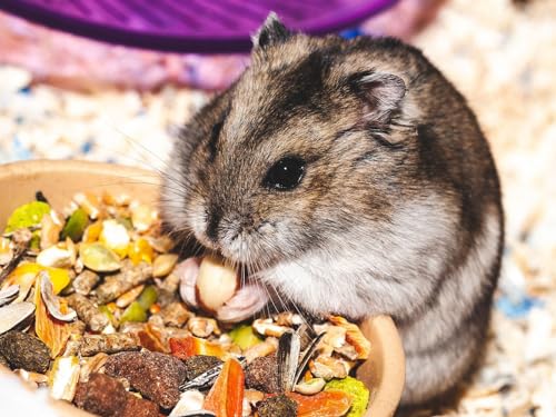 Puzzle 2000 Teile, Unmögliches Puzzle für Kleinkinder, Jungen, Mädchen ab 12 Jahren – Hamster, essend, lustig, 70 x 100 cm von EZMLFA