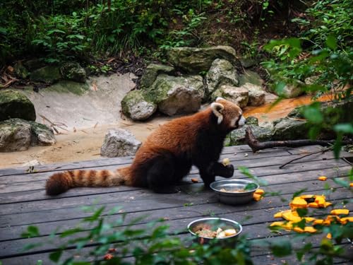Puzzle 2000 Teile, Unmögliches Puzzle für Kleinkinder, Jungen und Mädchen ab 12 Jahren – Feuer, Panda, Zoo, Essen, 70 x 100 cm Puzzle 2000 Teile, Unmögliches Puzzle für Kleinkinder, Jungen und Mädchen ab 12 Jahren – Feuer, Panda, Zoo, Essen, 70 x 100 cm von EZMLFA