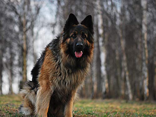Puzzle 2000 Teile, Unmögliches Puzzle für Kleinkinder, Jungen und Mädchen ab 12 Jahren – Hund, Deutscher Schäferhund, müde, 70 x 100 cm von EZMLFA