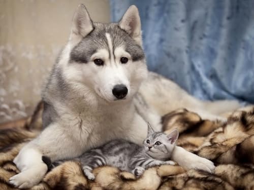 Puzzle 2000 Teile, Unmögliches Puzzle für Kleinkinder, Jungen und Mädchen ab 12 Jahren – Hund, Katze, Kätzchen, 70 x 100 cm von EZMLFA