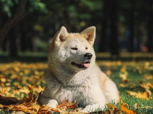 Puzzle 2000 Teile, anspruchsvolles Puzzle für Erwachsene und Kinder ab 14 Jahren Akita, Inu, Hund, Haustier 70x100CM von EZMLFA