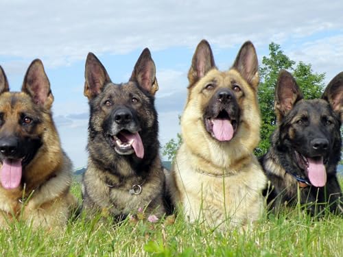 Puzzle 2000 Teile, anspruchsvolles Puzzle für Erwachsene und Kinder ab 14 Jahren - Hunde, Schäferhunde, Set 70x100CM von EZMLFA