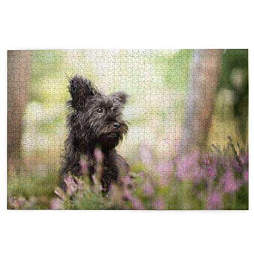 Puzzle 2000 Teile Affenpinscher Rasen Schwarze Hunde AFFE Terrier Puzzle Spielzeug Familienspiel Wanddekoration für Erwachsene Teenager 70x100CM von EZMLFA